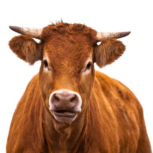 Cattle farming min Cattle farming min