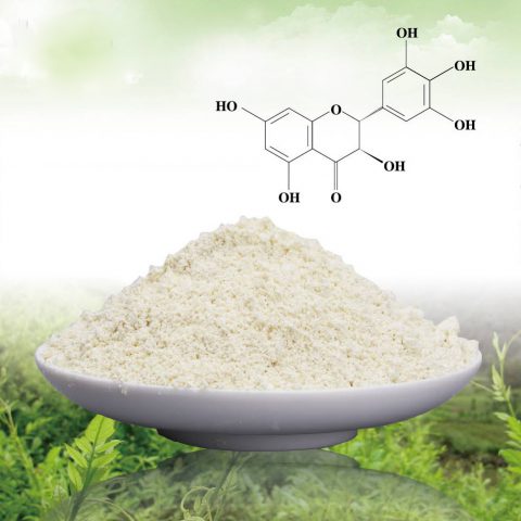dihydromyricetin vine tea
