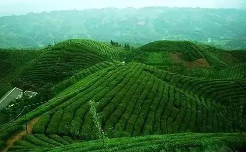 vine tea