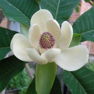 Magnolol