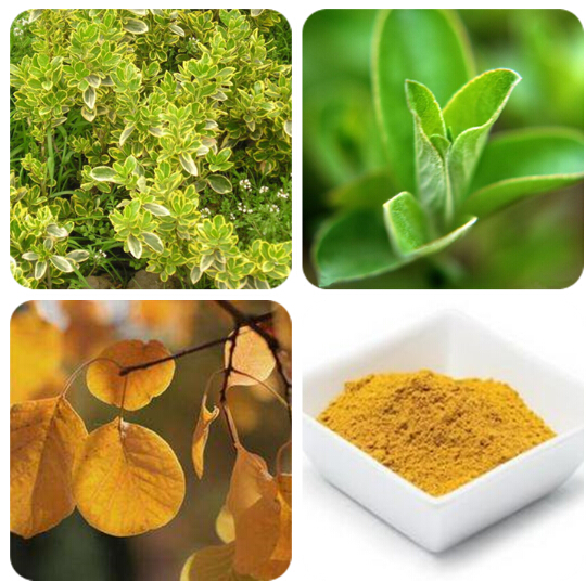 boxwood extract