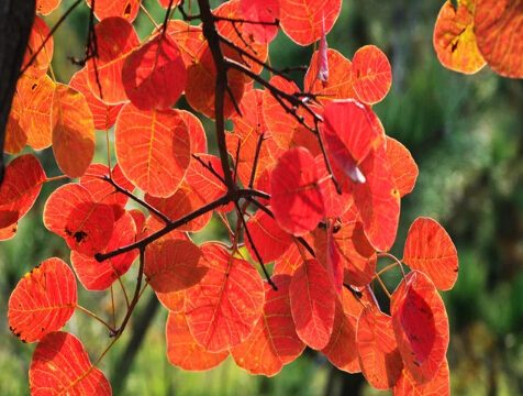 Boxwood extract