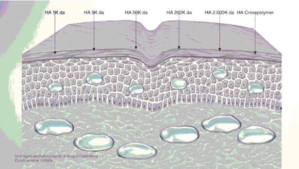 Low molecular HA