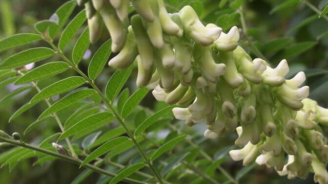 bitter sophora root