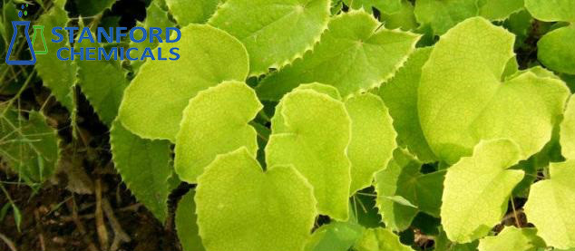 epimedium brevicornum extract