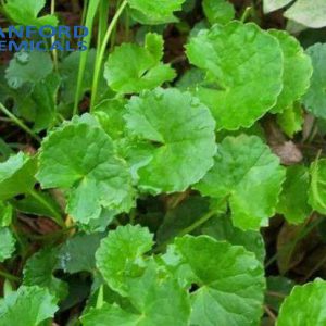 Centella Asiatica Extract