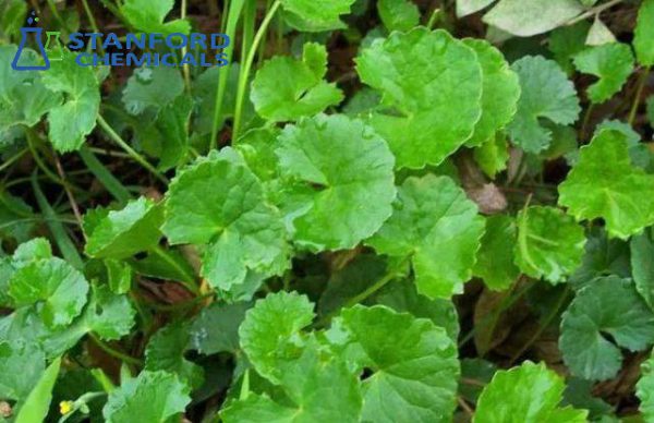 Centella Asiatica Extract