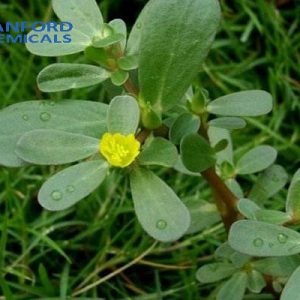 Herba Portulacae Extract