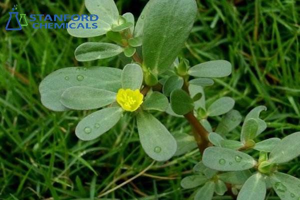 Herba Portulacae Extract