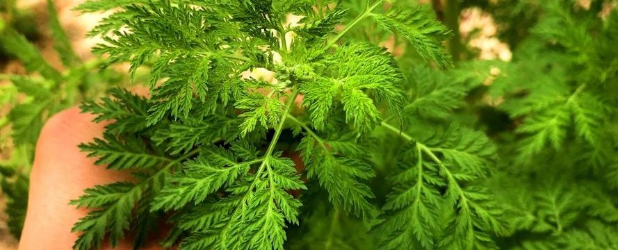 effective artemisinin