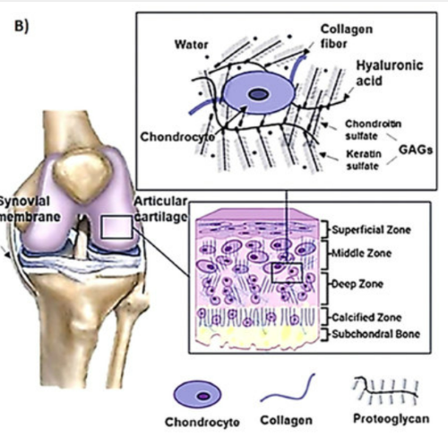 Chondroitin Sulfate for Cartilage Support