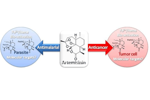 https://www.stanfordchem.com/wp-content/uploads/2024/02/the-action-mechanism-of-Artemisinin.png