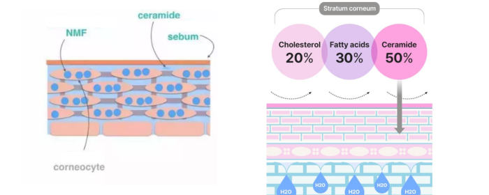 Hyaluronic Acid vs. Ceramides: Which Works Better | Stanford Chemicals