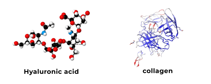 Hyaluronic Acid and Collagen