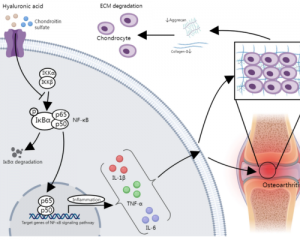 Chondroitin Sulfate for Joint Health