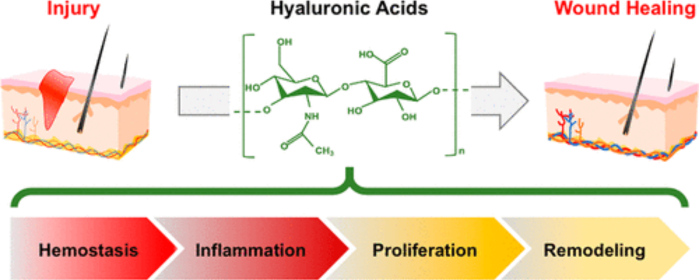 Hyaluronic Acid Wound Healing