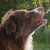 How Hyaluronic Acid Helps Your Dog Stay Healthy