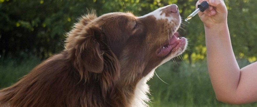 How Hyaluronic Acid Helps Your Dog Stay Healthy