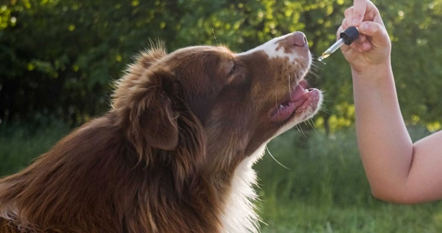 How Hyaluronic Acid Helps Your Dog Stay Healthy