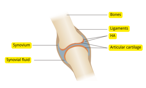 Benefits of Hyaluronic Acid for Dogs, Easing Degenerative Joint Issues