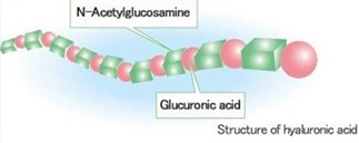 Degradation Mechanisms of Hyaluronic Acid