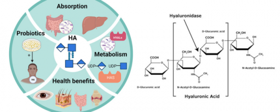 How Hyaluronic Acid is Absorbed and Degraded in the Human Body