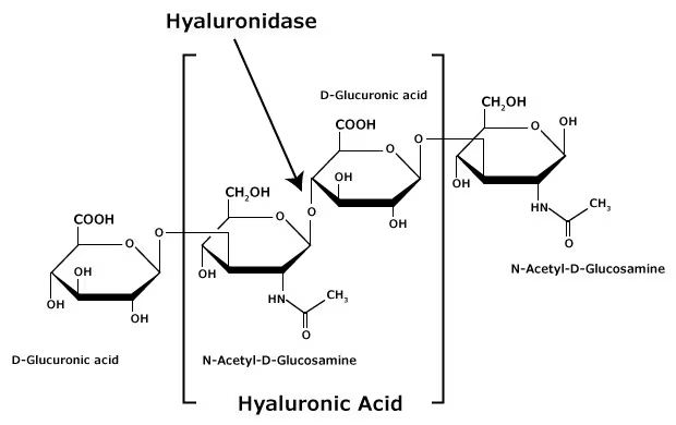 Structure of Hyaluronic Acid