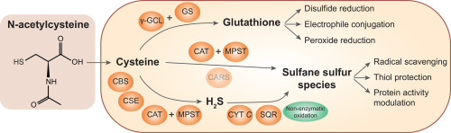 The mechanism of action of N-acetylcysteine (NAC)