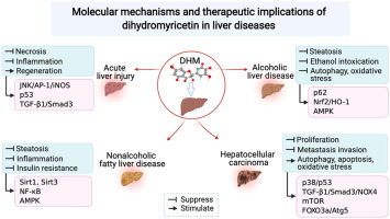 How dihydromyricetin sobers up and protects the liver