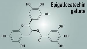 Epigallocatechin Gallate