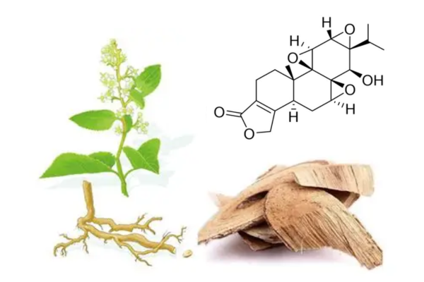 Triptolide benefits