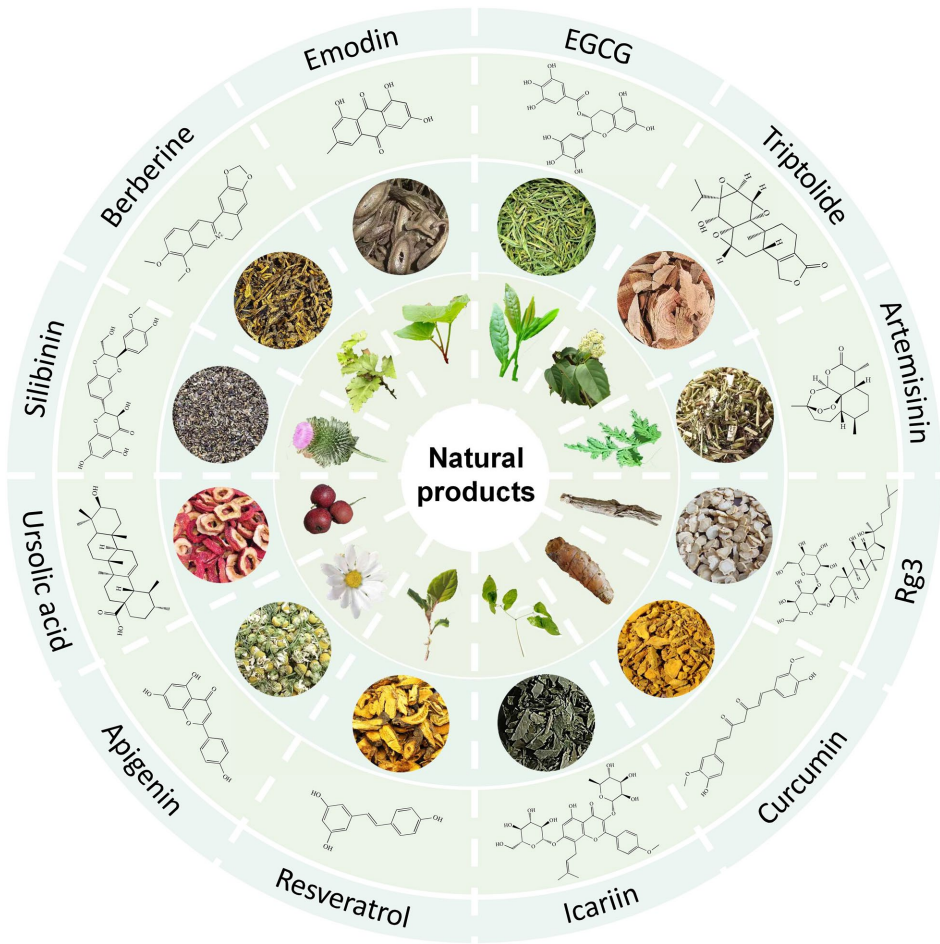 12 Natural Herbal Extracts That Fight Cancer
