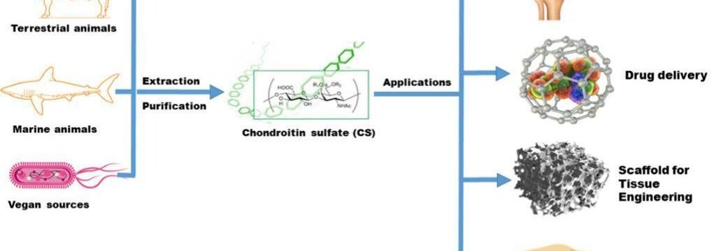 Where Is Chondroitin Sulfate Extracted From