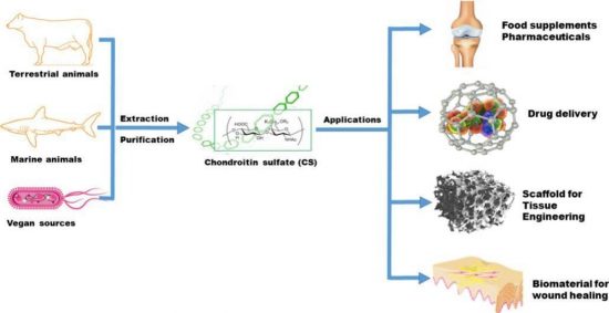 Where Is Chondroitin Sulfate Extracted From