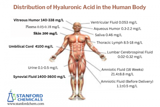 Distribution of HA in the Human Body and Its Corresponding Concentrations