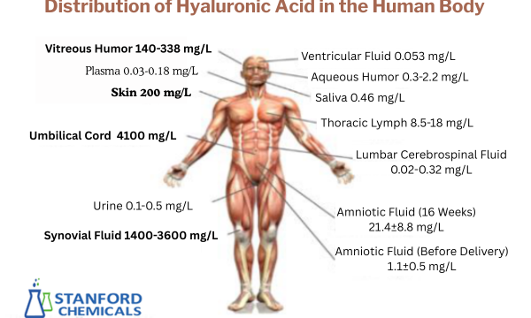 Distribution of HA in the Human Body and Its Corresponding Concentrations