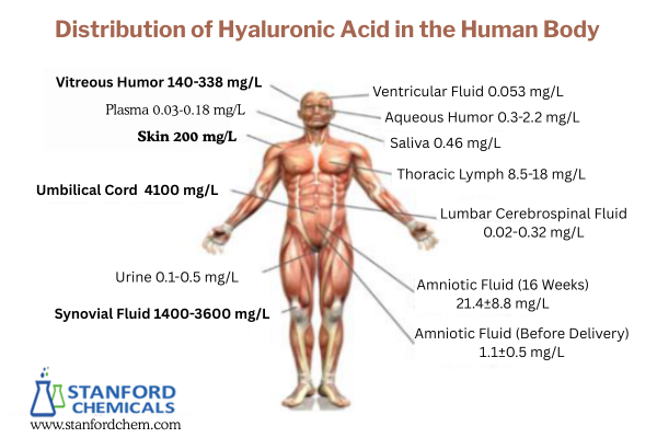 Distribution of HA in the Human Body and Its Corresponding Concentrations
