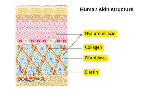 human skin structure: hyaluronic acid, collagen, fibroblasts, and elastin