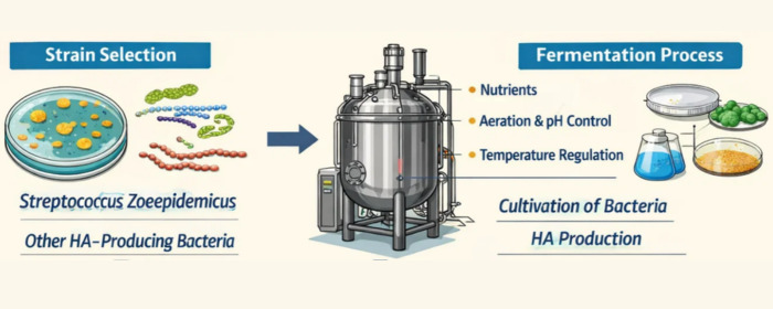 How to Prepare High Molecular Weight Hyaluronic Acid